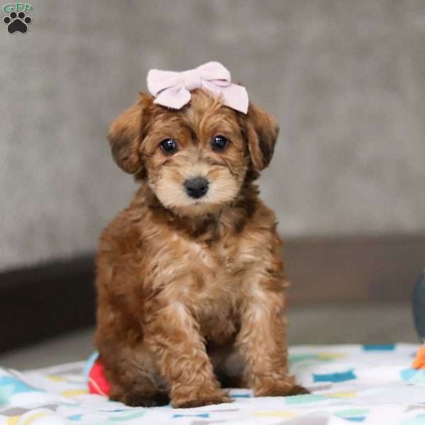 Addy, Mini Schnoodle Puppy